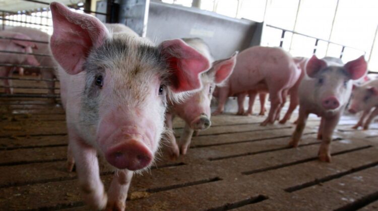 Noi reguli pentru creșterea porcilor! Nu mai pot fi hrăniți cu resturi și la ei se intră cu încălțăminte dezinfectată