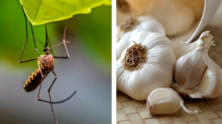 Trei soluții naturale, pe care le puteți face acasă pentru a scăpa de țânțari! Aveți nevoie de ceapă și usturoi