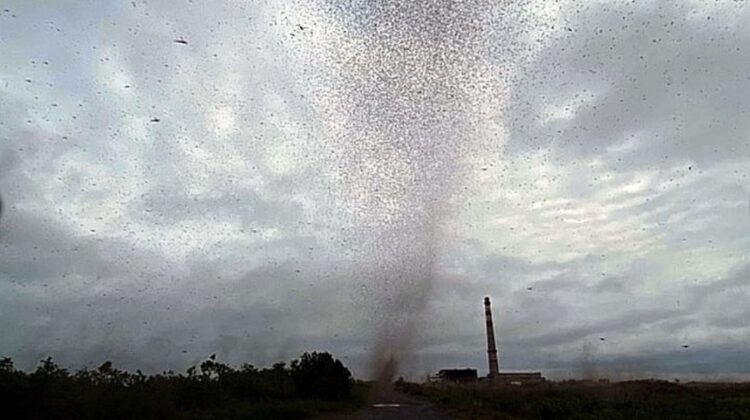 VIDEO Înfricoșător! „Tornadă” de țânțari în Rusia. Despre ce fel de fenomen este vorba?