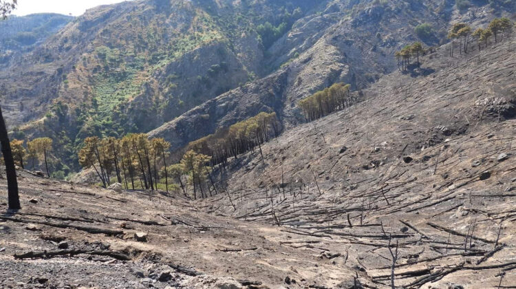 Imagini FOTO și VIDEO triste în Italia! Focul amenință pădurile seculare înscrise în patrimoniul UNESCO