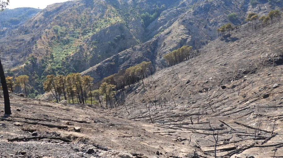 Imagini FOTO și VIDEO triste în Italia! Focul amenință pădurile seculare înscrise în patrimoniul UNESCO