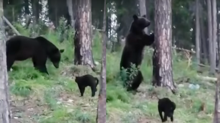 VIDEO Neînfricatul motan Vasea, care a pus pe fugă un urs într-o pădure din Rusia. Stăpânul: Vasea, nu trebuie Vasea