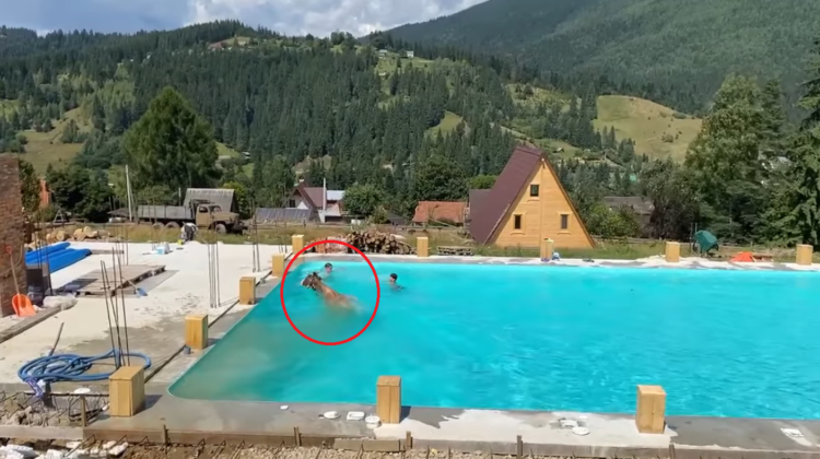 VIDEO La vecinii noștri, o vacă a sărit în piscină „pentru a se răcori”. A ieșit din apă folosind scările