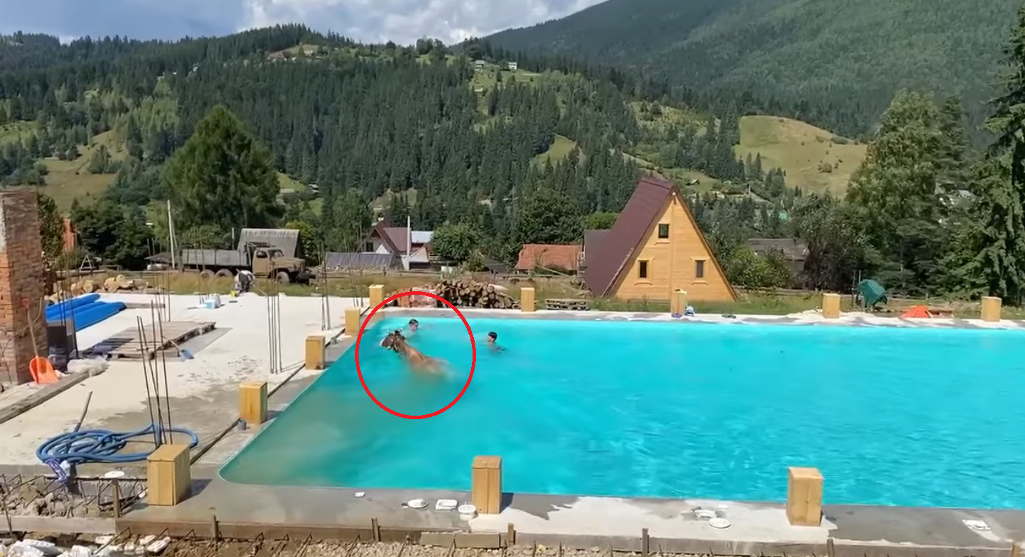 race mother Withered VIDEO La vecinii noștri, o vacă a sărit în piscină „pentru a se răcori”. A  ieșit din apă folosind scările - Realitatea.md