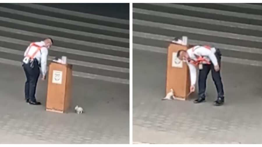 VIDEO Gingășie! O pisică „a provocat” un agent de securitate să se joace cu ea de-a prinselea
