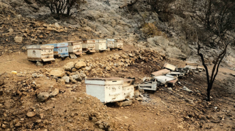 Incendiile din Grecia au un impact devastator asupra albinelor. În câți ani își va reveni o pădure?