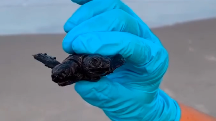 VIDEO Descoperire biologică! O broască țestoasă cu DOUĂ capete a fost surprinsă în SUA