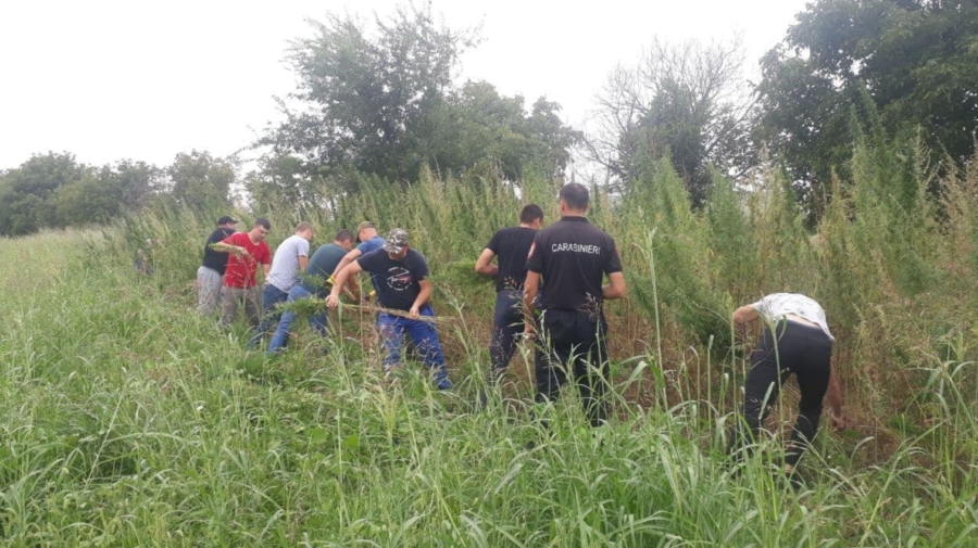 FOTO Cânepa „a ajuns” și la Cimișlia. Circa 12 mii de fire au fost depistate și ulterior nimicite