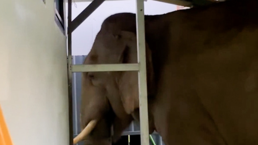 FOTO Un elefant flămând a intrat într-o clădire și a mâncat hrană pentru pisici. Incredibil, nu a produs nicio pagubă!