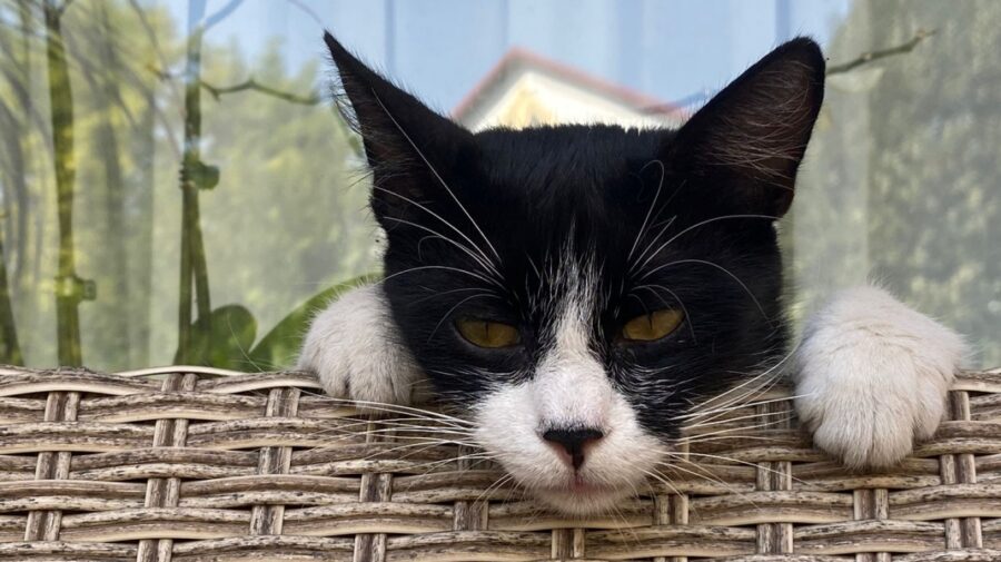 Caz de rabie –  înregistrat la o pisică în raionul Leova. Ce spun specialiștii