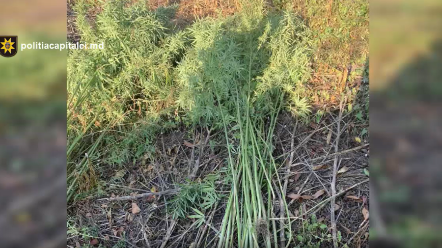 VIDEO Zeci de plante de cânepă, depistate în satul Bîc. Proprietarul le creștea pentru consum propriu