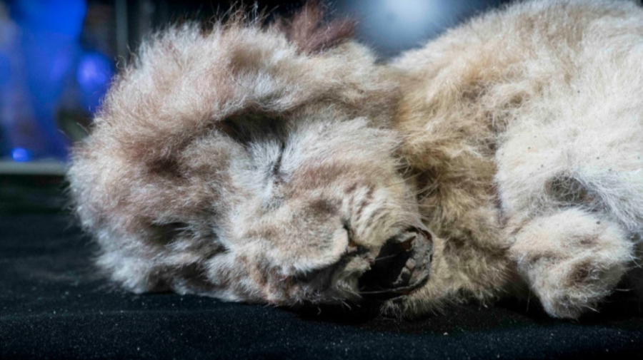 FOTO Un pui de leu de peșteră de acum 28 000 de ani a fost descoperit conservat aproape intact în permafrost