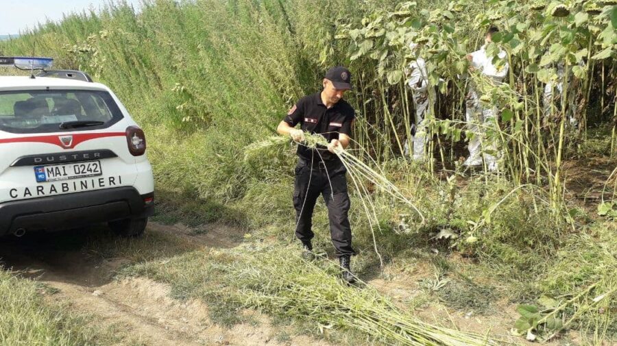 FOTO Creșteau haotic pe un teren agricol. Fire asemănătoare cu cânepa, nimicite prin ARDERE