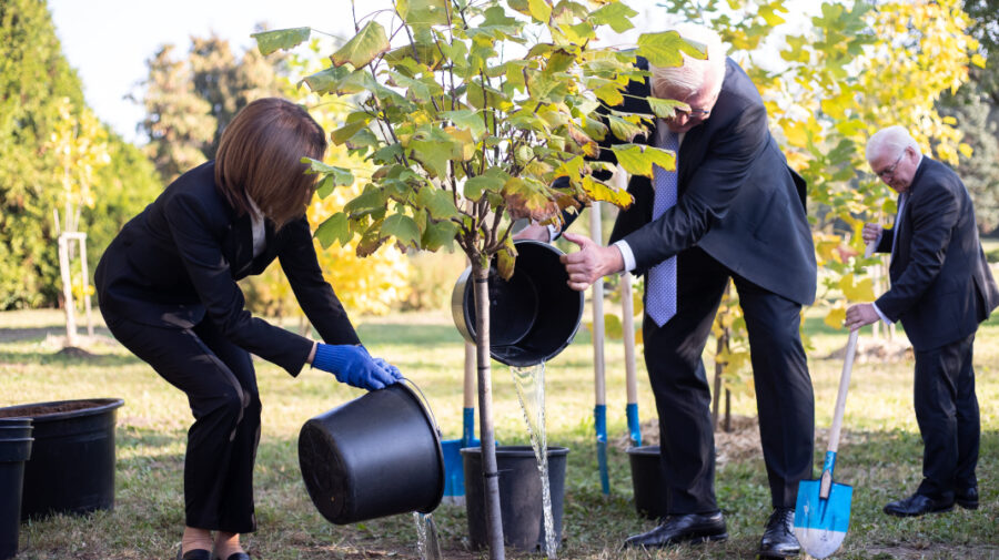 FOTO Președintele german va avea propriul copac în Grădina Botanică din Chișinău. Maia Sandu l-a ajutat să-l planteze