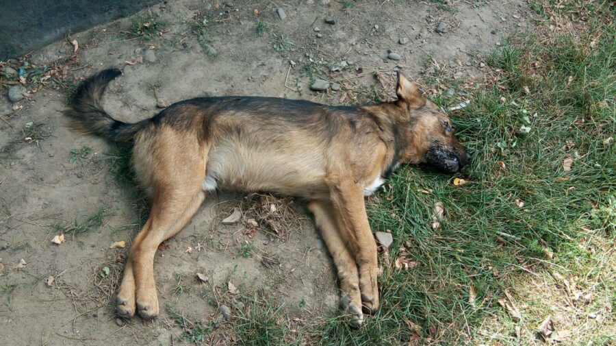 Scene de groază la Comrat: câinii otrăviți mor în convulsii, pe străzi