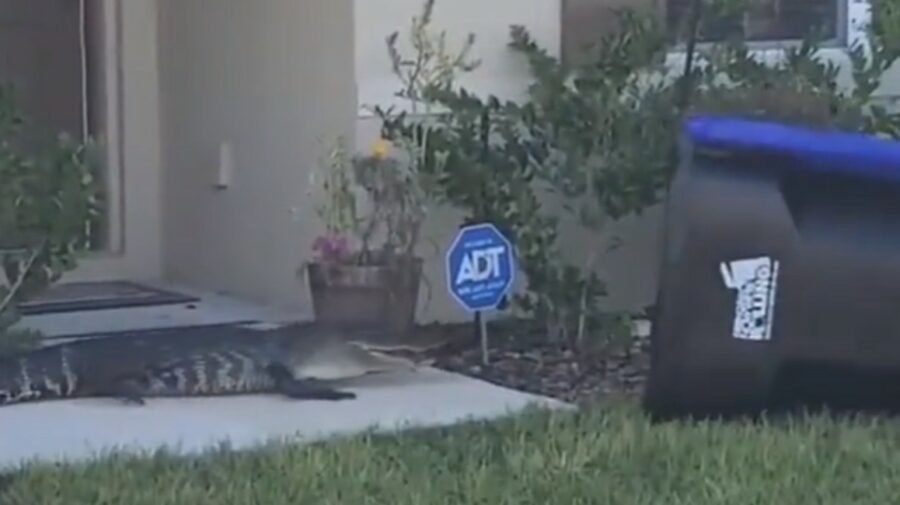 VIDEO Aligator capturat într-un tomberon! Un bărbat și-a salvat vecinii de colții reptilei
