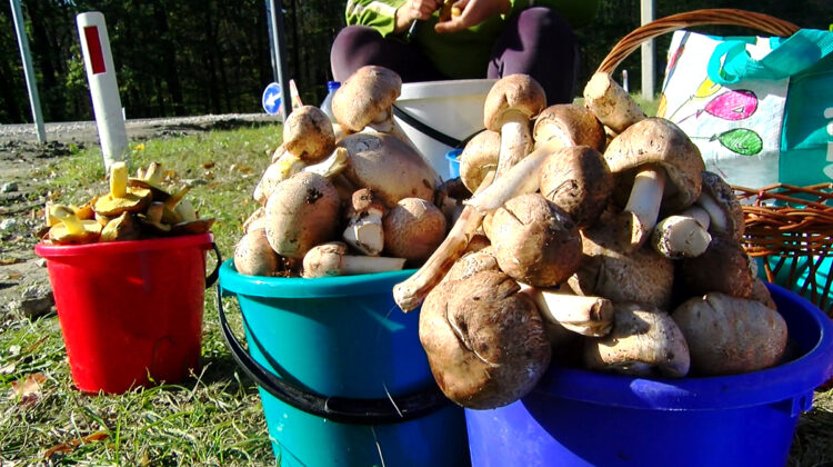 Sezonul ciupercilor! ANSA atrage atenția populației asupra riscurilor. Anul acesta condițiile sunt mai favorabile
