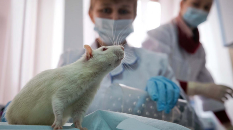 Experimentele pe animale în scopuri științifice vor înceta! Timp de un an au fost ucise peste 12 milioane de animale
