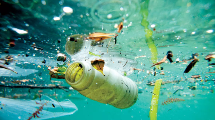 INCREDIBIL! Două studente au inventat o bacterie care „mănâncă” plastic din oceane și îl transformă în apă