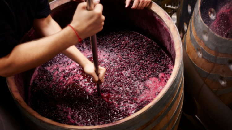 ATENȚIE la procesul de fermentare a vinului! Recomandările specialiștilor