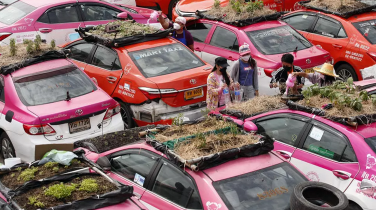 FOTO Impresionant! O companie de taxi a transformat mașinile în „grădini”. Pe acoperiș cresc legume, dar și flori