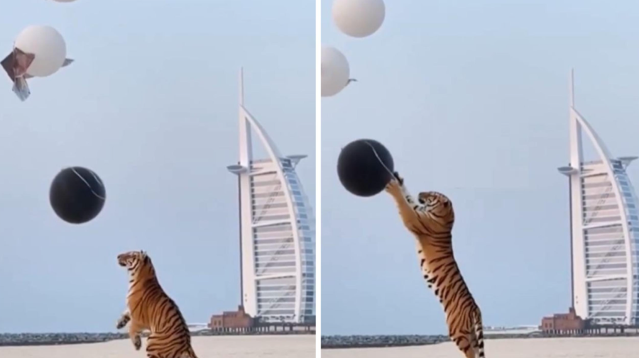 VIDEO Un cuplu din Dubai a adus un tigru la petrecerea de dezvăluire de gen a bebelușului lor. Ce pedeapsă riscă