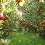 Moldova va primi 150 de milioane de euro pentru modernizarea agriculturii. Ce prevede programul