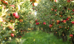 Moldova va primi 150 de milioane de euro pentru modernizarea agriculturii. Ce prevede programul