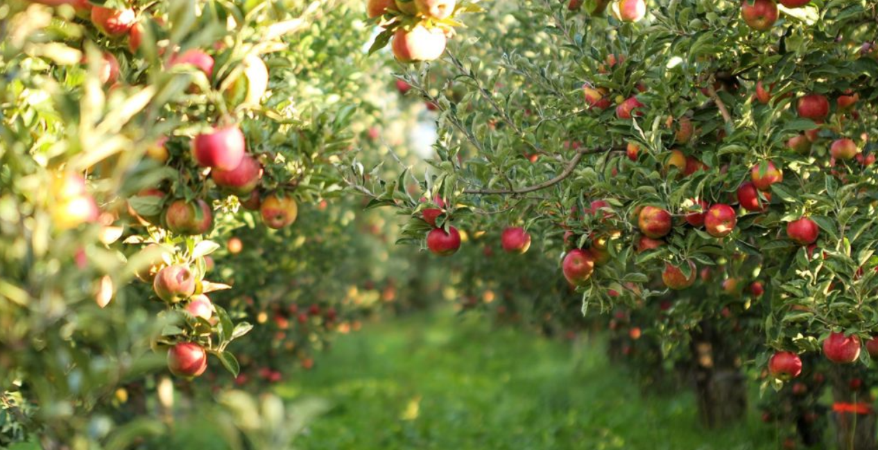 Moldova va primi 150 de milioane de euro pentru modernizarea agriculturii. Ce prevede programul