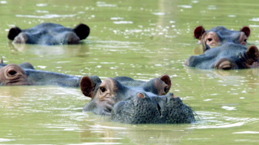 Această țară sterilizează o specie de hipopotami importați ilegal. Cum mai sunt numiți