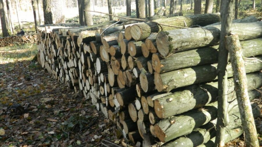 Agenţia „Moldsilva” propune lemne de foc populaţiei, fără a majora preţurile