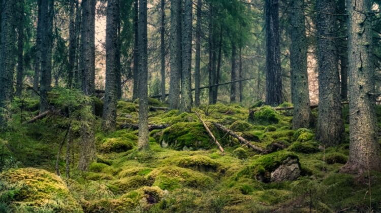 Zece dintre cele mai protejate păduri ale lumii emit mai mult carbon decât absorb. Cum se explică