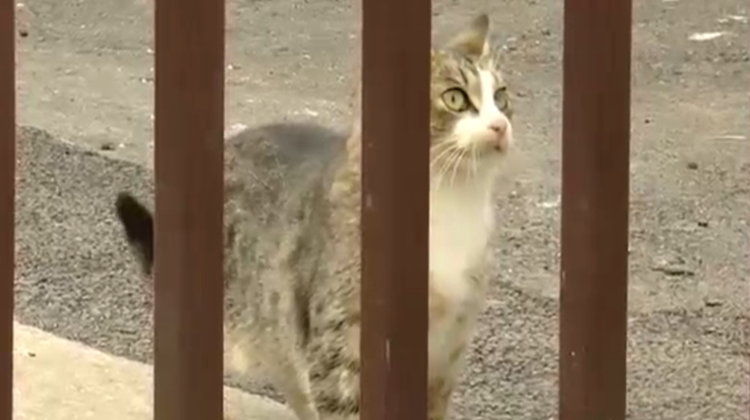 O pisică a fost „reţinută” în Rusia. Ducea droguri deţinuţilor din penitenciar
