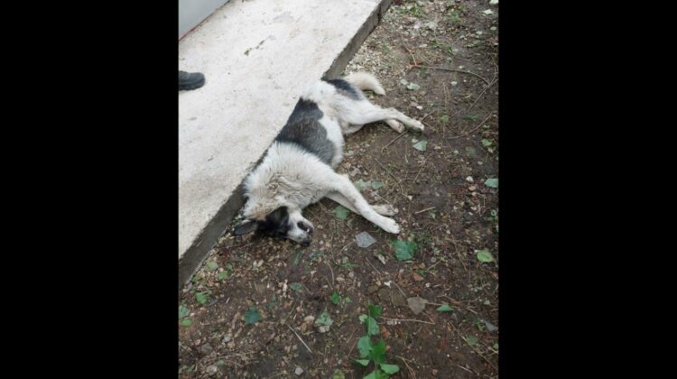 Criminal în serie la Bălți! Zeci de animale sunt otrăvite. Poliția strânge din umeri, iar câinii mor în convulsii