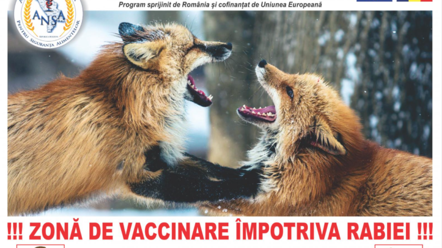 START! În Republica Moldova se desfășoară Campania de vaccinare antirabică a vulpilor. Cât timp va dura?