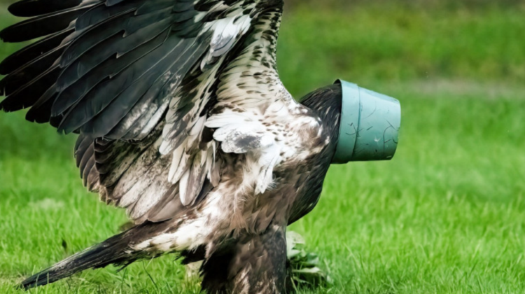 Un vultur cu chef de joacă și-a blocat, fără să vrea, capul într-un vas pentru flori. GALERIE FOTO