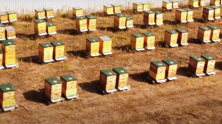 FOTO Povestea de succes a unui tânăr apicultor: Mai mult de 90% din mierea produsă în țară ajunge pe piața europeană