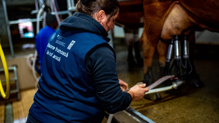 FOTO O fermă de vaci din Borogani, modernizată cu noi tehnologii, a devenit o istorie de succes în Moldova
