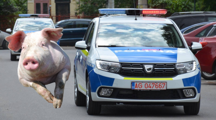 De râs și de plâns! Naivitatea unui polițist român: „Vă rog să aprobaţi repartizarea unui porc de Crăciun”