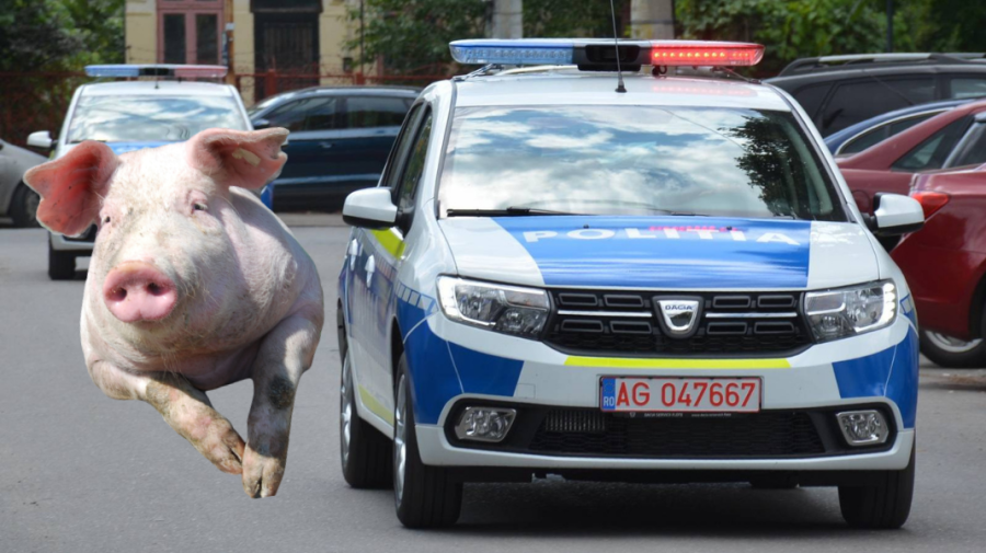 De râs și de plâns! Naivitatea unui polițist român: „Vă rog să aprobaţi repartizarea unui porc de Crăciun”