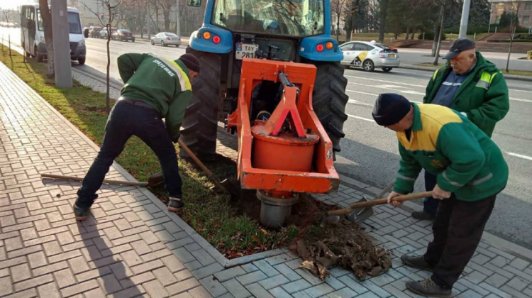 FOTO Chișinăul – mai frumos și mai verde! Primăria a început plantarea copacilor pe arterele principale ale capitalei