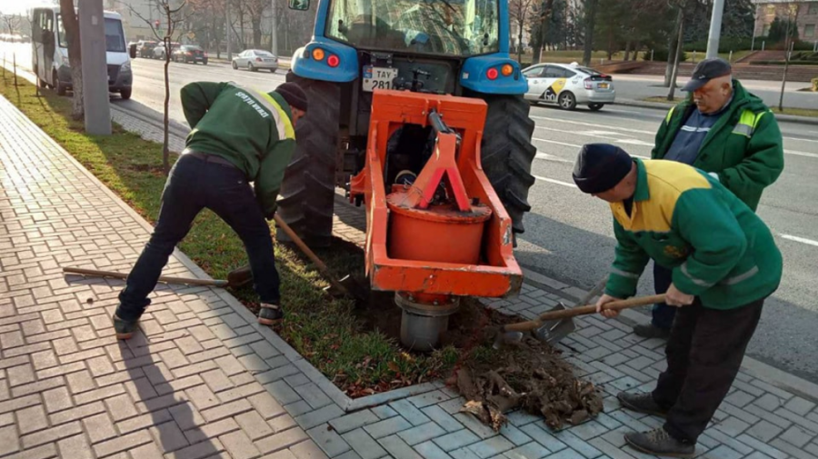 FOTO Chișinăul – mai frumos și mai verde! Primăria a început plantarea copacilor pe arterele principale ale capitalei