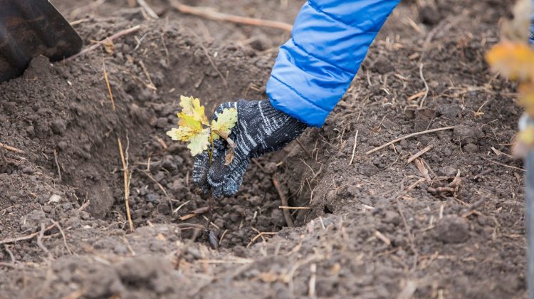 Ministerul Mediului anunță câți arbori au fost plantați în weekend. Planurile responsabililor în următorii 10 ani