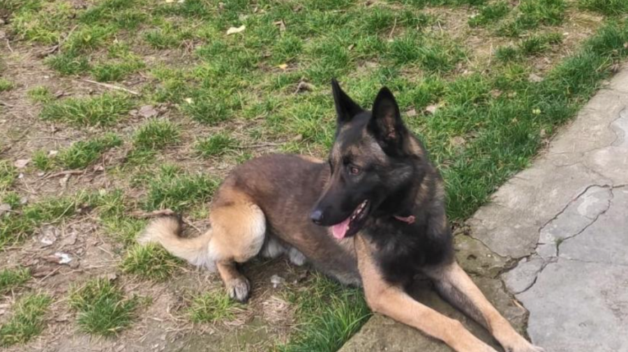 Conan – câinele de serviciu al IGPF a „arestat” un moldovean la Ștefan Vodă. Ultimul a furat din magazin