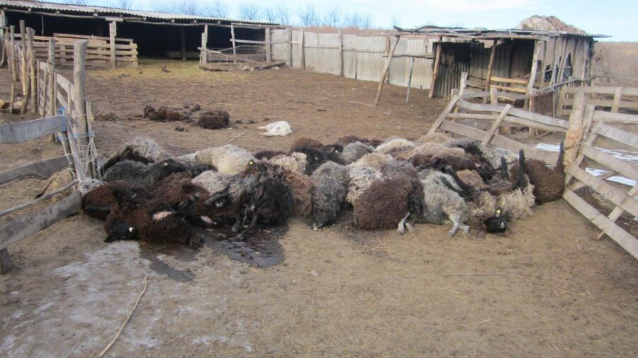 Peste 40 de oi ucise de șacali în raionul Ungheni, ca urmare a amânării sezonului de vânătoare