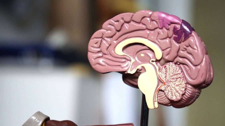 De ce anume creierul uman este cel mai eficient