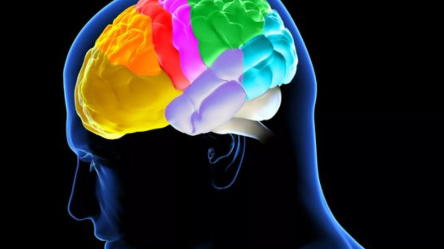 Explicația cercetătorilor privind creierul uman: de ce este cel mai eficient