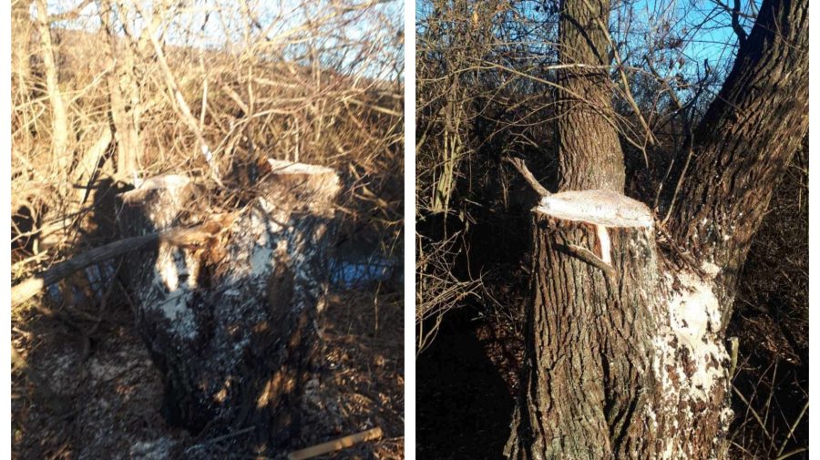 FOTO Arbori de salcie, defrișați ilegal la Călărași. A fost depistat și „eroul” faptei