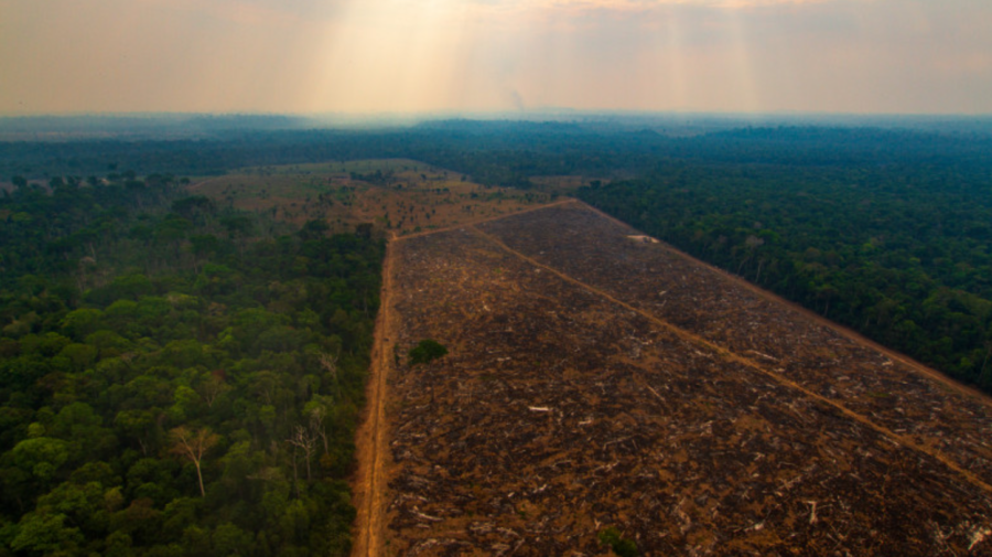 Liderii țărilor care dețin 85% din pădurile planetei promit să pună capăt defrișărilor până în 2030. Ce acord vor semna