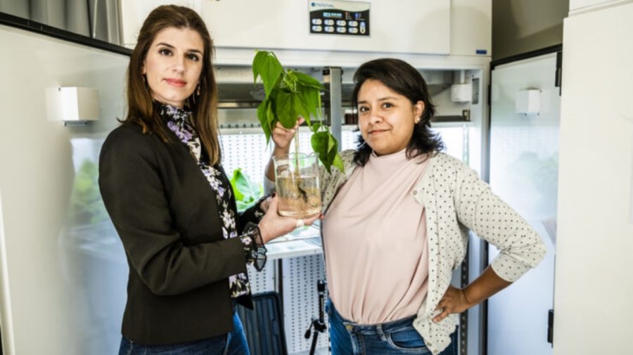 FOTO Oameni de știință suedezi au transformat rădăcinile de fasole într-o baterie